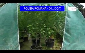 cannabis