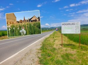 tuberoza de Hoghilag