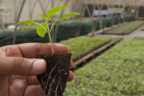 agricultura bio