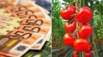 ajutor de stat subventii programul tomata legumicultori minimis legume în spații protejate APIA, sprijinul cuplat