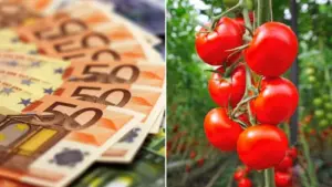 ajutor de stat subventii programul tomata legumicultori minimis legume în spații protejate APIA, sprijinul cuplat sprijin financiar platile la programul tomata, DR-16