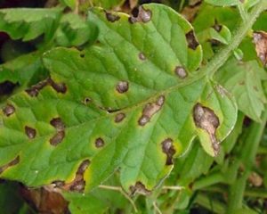 bolile plantelor