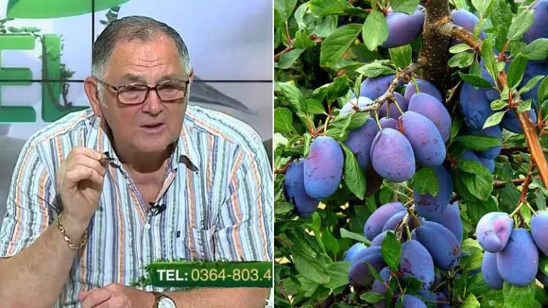 ce erbicid putem folosi în livezile de pomi cum tratam pomii fructiferi bolile pomilor fructiferi tratamentul pentru pomii fructiferi