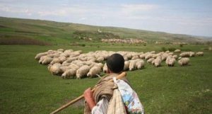 ciobani de import din bangladesh cioban francezii au pus ochii pe oile romanesti