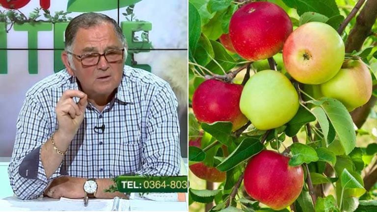 cum tratam bolile la pomii fructiferi