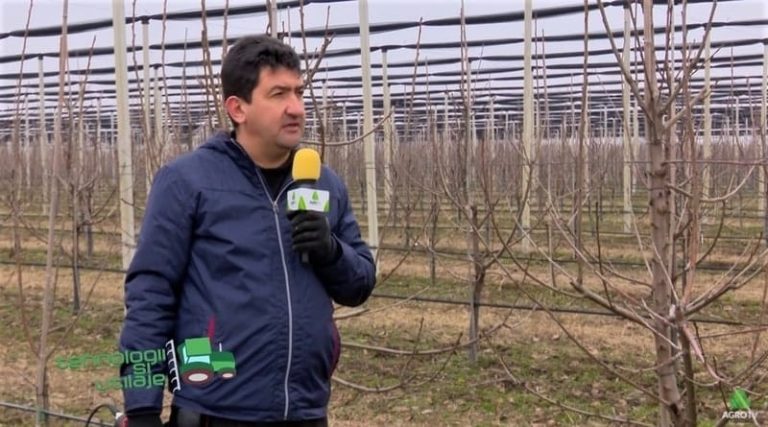 infiintarea unei plantatii pomicole