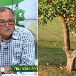 tratamente bio pentru pomii fructiferi tratament complet pentru pomi cum protejăm pomii fructiferi cum tratam pomii fructiferi