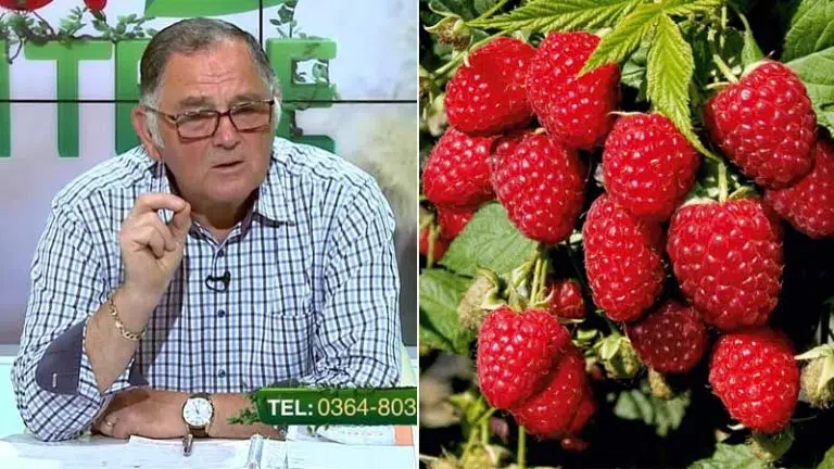 lastarii de mur si zmeur tratamentele de toamna la zmeur tratament pentru zmeur