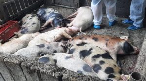 Focar ”atipic” de pestă porcină! Un pădurar creștea 44 de porci ”pentru consumul propriu” 1 Focar ”atipic” de pestă porcină! Un pădurar creștea 44 de porci ”pentru consumul propriu” pesta porcină africană