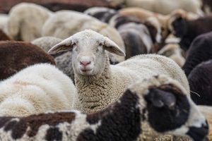 OVINE
