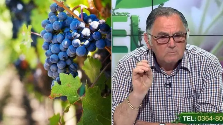 intretinerea vitei de viecum se aplica ingrasamantul cum ajutam strugurii sa se coaca mai bine cum intretinem vita de vie horia ghibu cum putem trata vita de vie cum scapam de mucegai cu ce este bine sa stropim strugurii taierile la vita de vie