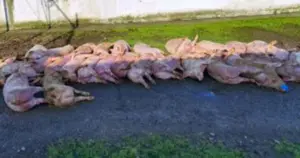 Pestă porcină africană