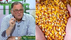 horia ghibu porumbul din hambar cum protejam porumbul din hambar de gărgărițe