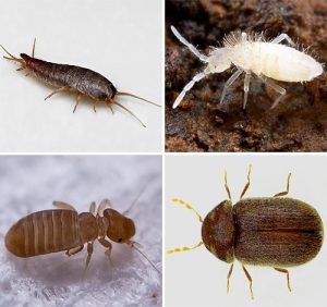Natural și sigur. Ceapă contra gândaci...usturoi și ardei iute contra insecte enervante și dăunătoare. Află totul despre cum poți apăra casa de insecte și gîndaci.