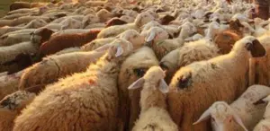 scrapia, pesta micilor rumegătoare