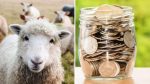 subventiile la ovine si caprine oi crescatorii de ovine oieri APIA