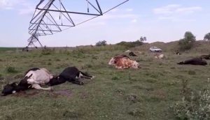 bovine ANSVSA