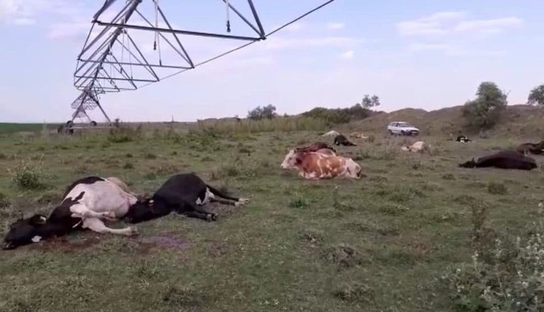 bovine ANSVSA