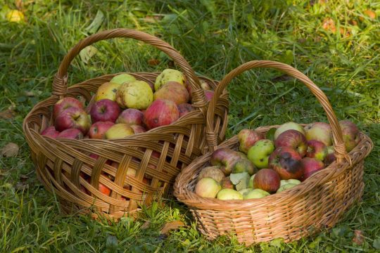 ”Cornul și laptele” dă o șansă fermierilor locali! Depuneți ofertele pentru școlile din apropiere 7 ”Cornul și laptele” dă o șansă fermierilor locali! Depuneți ofertele pentru școlile din apropiere cornul și laptele