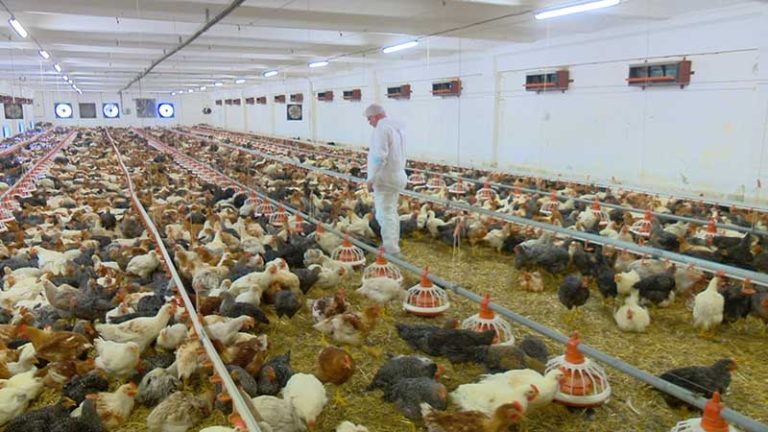 industria avicolă ferma, garda de mediu