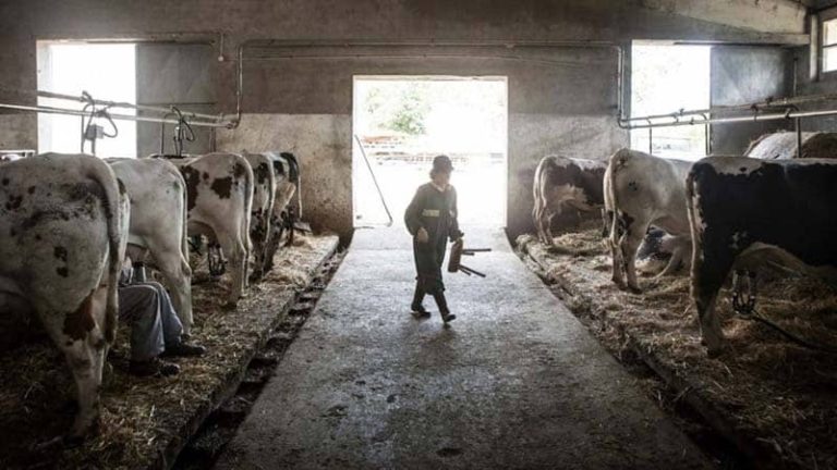 crescătorii de animale afacere de succes