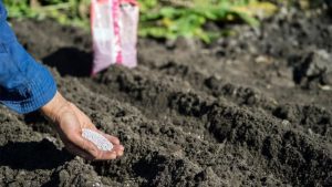 fertilizări