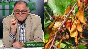 cum tratam pomii fructiferi