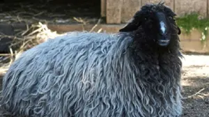 karakul de botosani