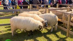 turcana breaza de valea jiului