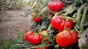tomate riccio di parma legume