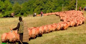 țurcana, rase de oi, rase de ovine