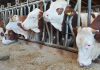 schema de ajutor baltata romaneasca lapte carne de vita bovine fermele romanesti