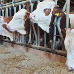 baltata romaneasca lapte carne de vita bovine