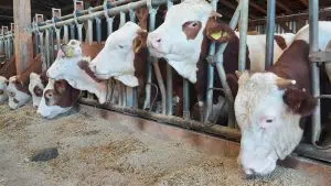 schema de ajutor baltata romaneasca lapte carne de vita bovine fermele romanesti