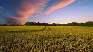Supremația inoculanților Fiber Technology din portofoliul Corteva Agriscience Advertorial Fiber Technology