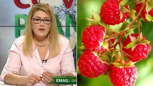 cum taiem corect lastarii de zmeura