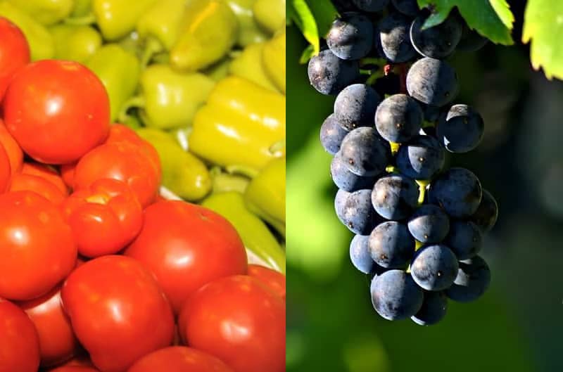 Sprijin european pentru sectoarele fructelor și legumelor și vitivinicol. Vezi care sunt măsurile! 8 Sprijin european pentru sectoarele fructelor și legumelor și vitivinicol. Vezi care sunt măsurile! sprijin