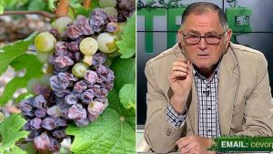 vita de vie tratament pentru fainare cum combatem putregaiul cenusiu, ce faci când se stafidesc strugurii