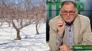 În emisiunea ”Ce vor plantele”, ing. Cristina Ghibu și dr. ing. Horia Ghibu ne spun care sunt tratamentele care trebuie făcute acum la pomii fructiferi tratament obligatoriu la pomii fructiferi insecticid pentru pomii fructiferitratament obligatoriu la pomii fructiferi tratament complet pentru vie si pomi cum scapam de paduchii care ataca pomii tratamentele la pomi în perioada rece repaus vegetativ cum pregatim pomii pentru iarna tratamentele de iarna la pomii fructiferi tratament pentru pomii fructiferi în repaus vegetativ
