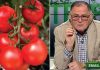 schema de tratament pentru stimularea tomatelor legarea de rod cum stimulam tomatele ingrasamant putregaiul cenusiu la tomate cele mai bune seminte de legume hibrid de tomate hibrid de rosii