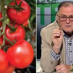 hibrid de tomate hibrid de rosii