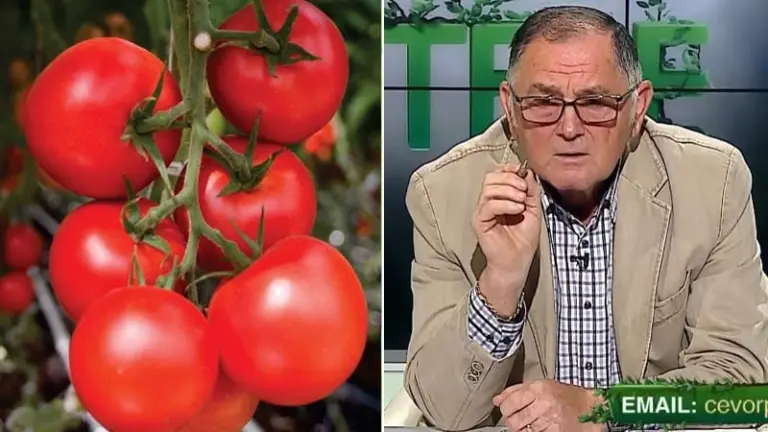 tratament complet pentru toate legumele musculitele negre la tomate tratament pentru stimularea tomatelor legarea de rod cum stimulam tomatele ingrasamant putregaiul cenusiu la tomate cele mai bune seminte de legume hibrid de tomate hibrid de rosii tratament pentru mana la roșii tratament pentru tomatele din grădină