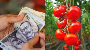 legumicultori cultivatorii de legume, spații protejate