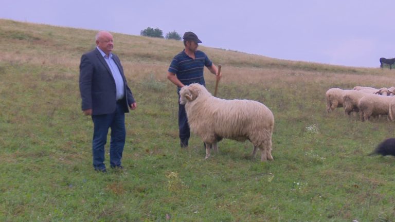 ciobani