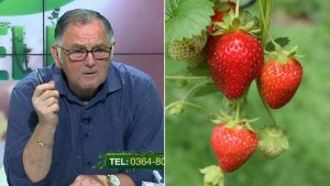 lucrarile de primavara cel mai bun erbicid pentru capsuni