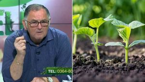ce erbicide folosim la culturile din gradina culturile ecologice cum pregatim pamantul pentru rasaduri