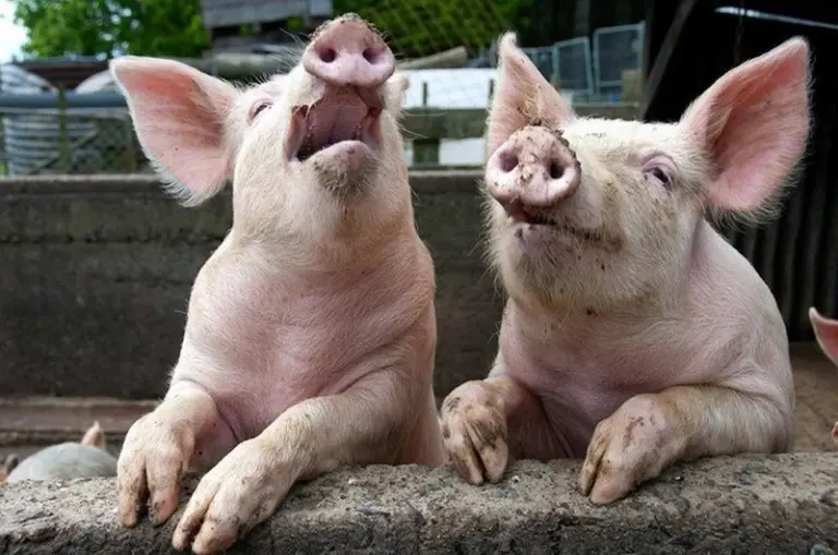 porci