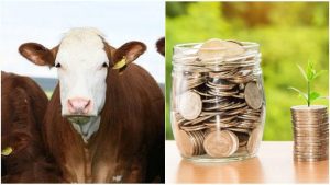 Emil Dumitru: ”Sunt ferme cu 4 vaci care primesc 150.000 EURO subvenție” 4 Emil Dumitru: ”Sunt ferme cu 4 vaci care primesc 150.000 EURO subvenție” crescatorii de vaci ajutoare Ministerul Agriculturii subventii APIA bovine Adrian Pintea Emil Dumitru 73 de euro