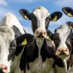 subvenția ANT la bovine