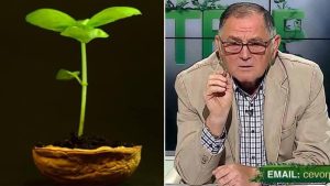 tratament pentru rasaduri producerea rasadurilor pregatirea pamantului pentru rasaduri